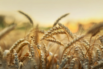 Минсельхоз США снова повысил прогноз урожая и экспорта пшеницы в РФ